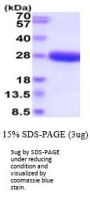 canine IL-6 Recombinant Protein