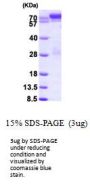 Human STAT1 Recombinant Protein