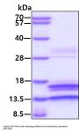 Human Caspase-3 Recombinant Protein