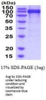 Human LIF R alpha Recombinant Protein
