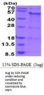 Human MAGEA8 Recombinant Protein