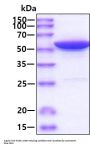 Human PBEF/Visfatin Recombinant Protein
