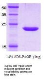 Human KIR2DS4/CD158i Recombinant Protein