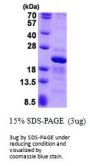 Human RPS10 Recombinant Protein