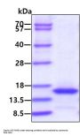 Mouse IL-15 Recombinant Protein