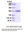Human SOX2 Recombinant Protein
