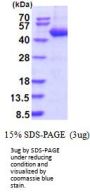 Human Serpin B4 Recombinant Protein