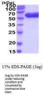 Mouse Arsa Recombinant Protein