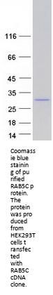 RAB5C (NM_201434) Human Recombinant Protein