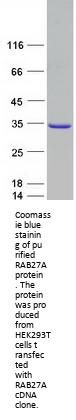RAB27A (NM_183234) Human Recombinant Protein