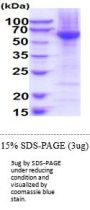 Human Blk Recombinant Protein