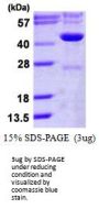 Human IDH3G Recombinant Protein