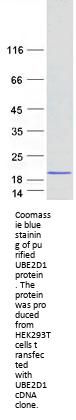 UBE2D1 (NM_003338) Human Recombinant Protein