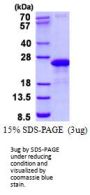 Human VAMP-7 Recombinant Protein