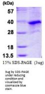 Human CCNG1 Recombinant Protein