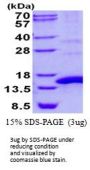 Human POLR2J Recombinant Protein
