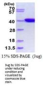 e.coli IdhA Recombinant Protein