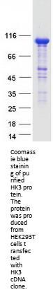 Hexokinase Type III (HK3) (NM_002115) Human Recombinant Protein