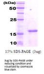 Human CEBP-gamma Recombinant Protein