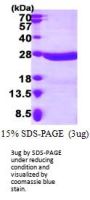 Human CRYBA4 Recombinant Protein