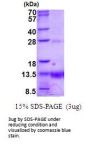 Human POLR2K Recombinant Protein