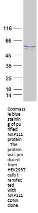 NAP1L1 (NM_004537) Human Recombinant Protein