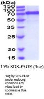 Mouse VE-Cadherin-5 CDH5 Recombinant Protein