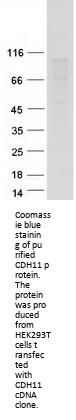OB Cadherin (CDH11) (NM_001797) Human Recombinant Protein