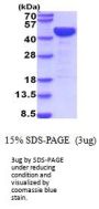 Mouse LRPAP Recombinant Protein