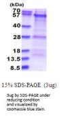 Human PKNOX1 Recombinant Protein