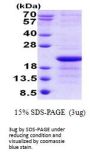 Human Xg Recombinant Protein