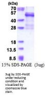 Human CTSW Recombinant Protein