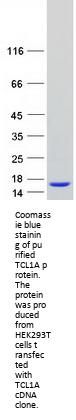 Tcl1 (TCL1A) (NM_021966) Human Recombinant Protein