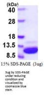 Mouse S100A1 Recombinant Protein