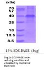 Human WNT3a Recombinant Protein