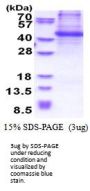 Human p130Cas Recombinant Protein