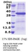Human STX17 Recombinant Protein