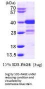 Human MLF1 Recombinant Protein