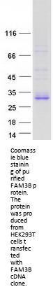 FAM3B (NM_058186) Human Recombinant Protein