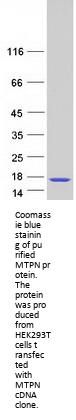 Myotrophin (MTPN) (NM_145808) Human Recombinant Protein