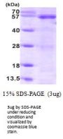 Human PTEN Recombinant Protein
