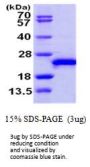 Human RAC3 Recombinant Protein