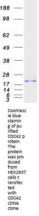 CDC42 (NM_001791) Human Recombinant Protein