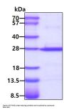 Human RAB10 Recombinant Protein