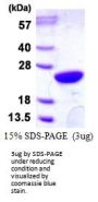 Human UBE2M/Ubc12 Recombinant Protein