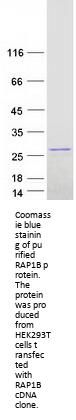 RAP1B (NM_001010942) Human Recombinant Protein