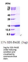 Human MAGOH Recombinant Protein