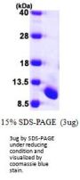 Human UFM1 Recombinant Protein