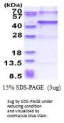 Human USP46/UAF1 Recombinant Protein