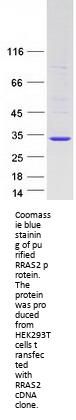 RRAS2 (NM_012250) Human Recombinant Protein